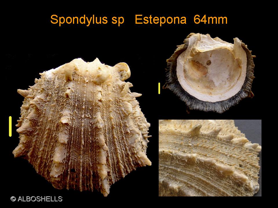 Spondylus ?? FOSIL